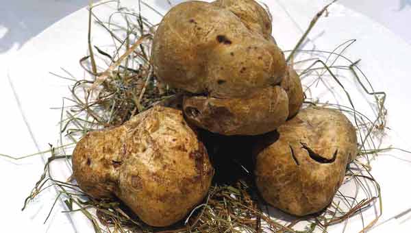 truffe blanche